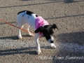 gapphoto_006DSC_6052